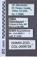 Etiketten zu Dima lebenbaueri (NHMW-ZOO-COL-0008728)